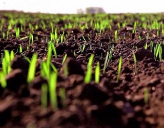Як агроному вирішити проблему аерації ґрунту